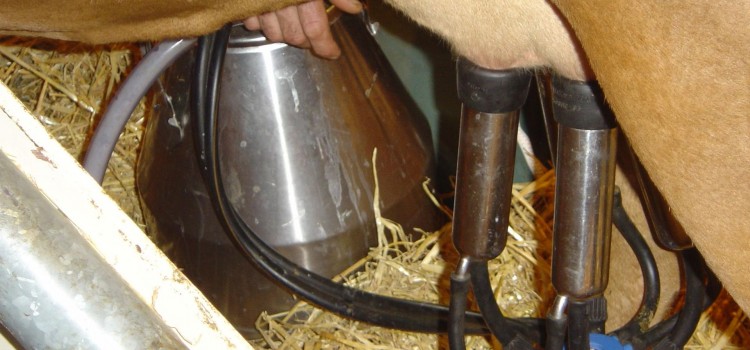 Un salaire décent pour un producteur de lait bio